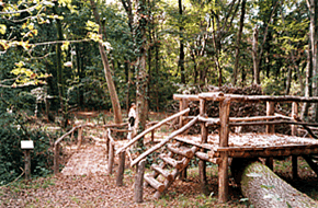 Bosco della Fontana